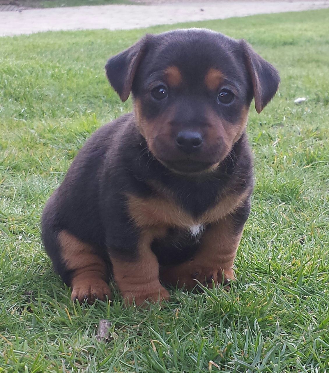 Black Tan Jack Russell Pups Cleverneuro
